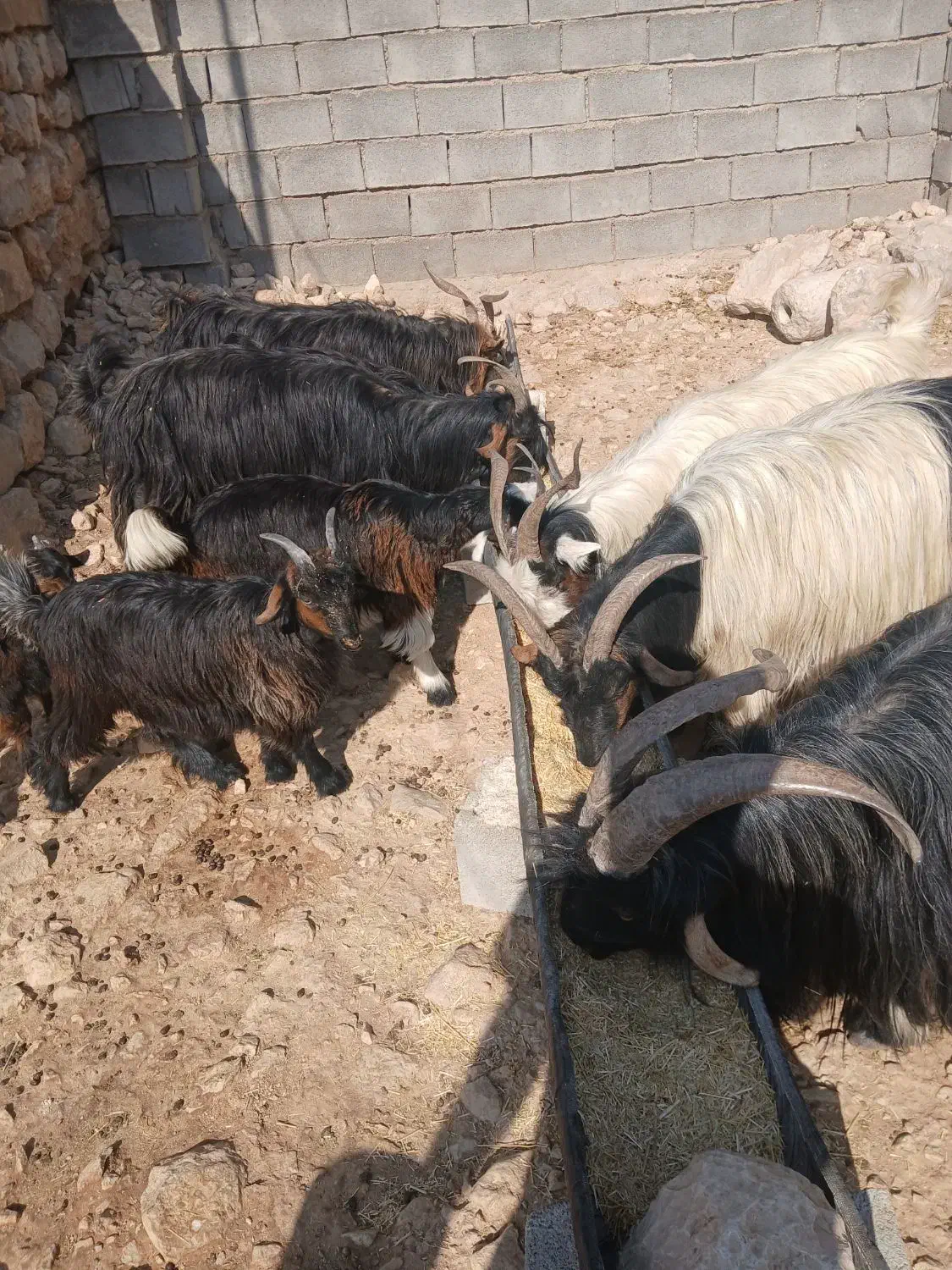 فروش ۴ راس بز داشتی و هیکلی ابستن ب فروش میرسد|حیوانات مزرعه|ایذه, |دیوار