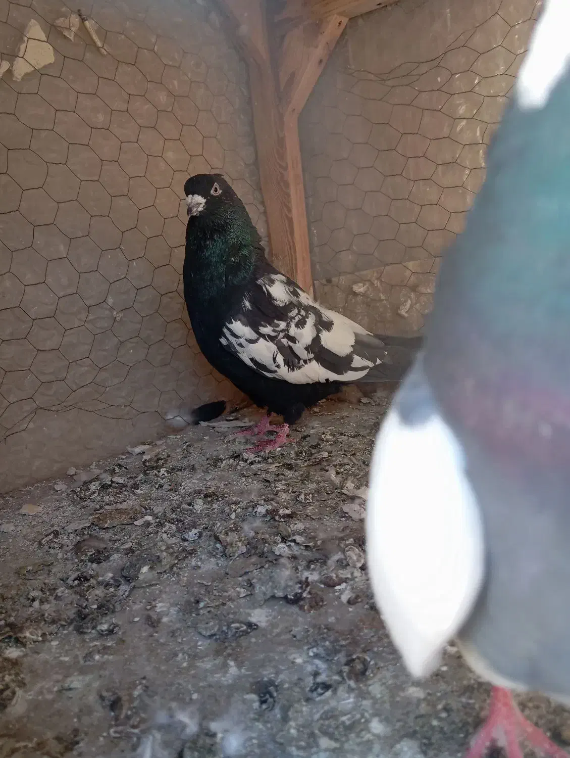 کفتر|پرنده|مشهد, محمدآباد|دیوار