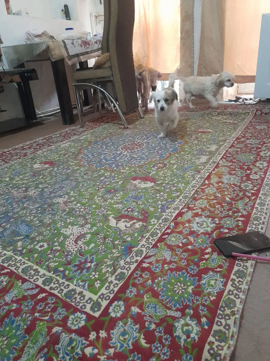 سگ فیندو روباهی واگذاری|سگ|سنندج, |دیوار