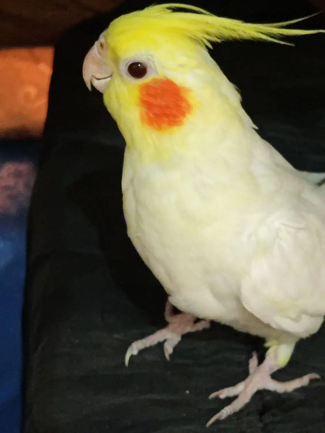 عروس هلندی|پرنده|دوگنبدان, |دیوار