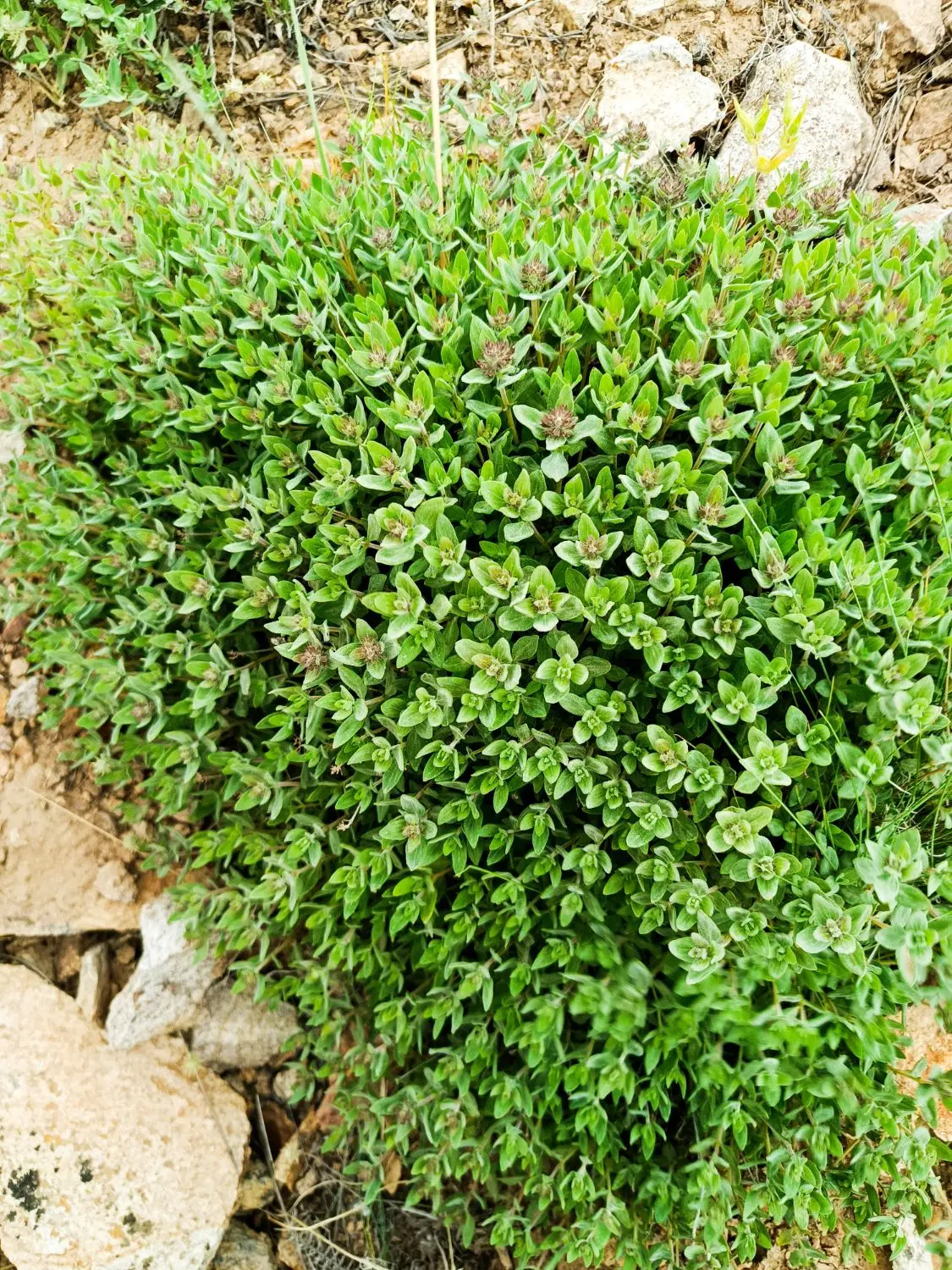 آذربه|خوردنی و آشامیدنی|رزن, |دیوار
