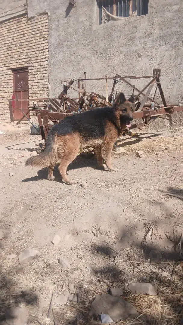 ژرمن شپرد|سگ|ازنا, |دیوار