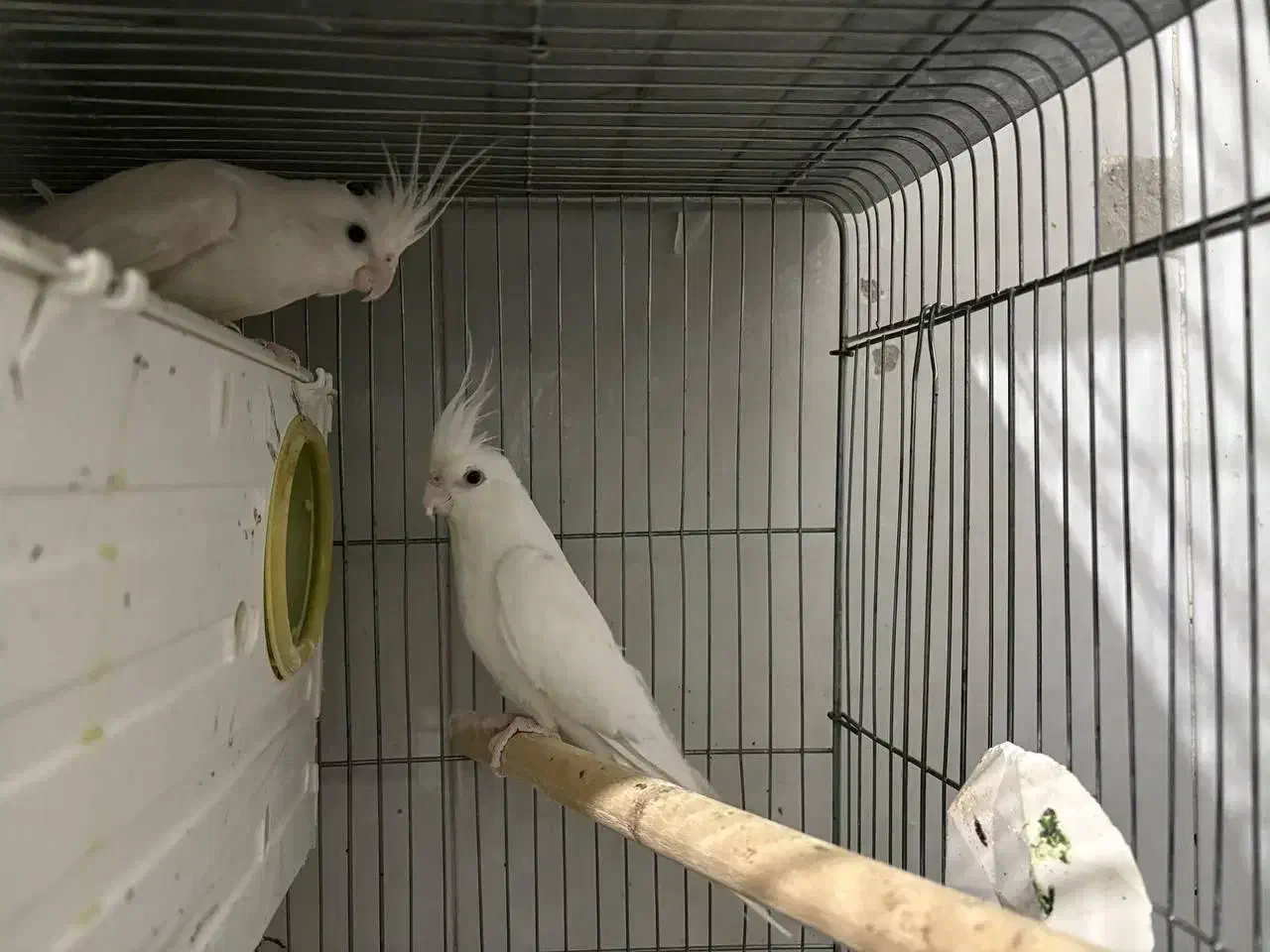 عروس هلندی آلبینو مولد|پرنده|شهریار, شهرک عباس پور|دیوار