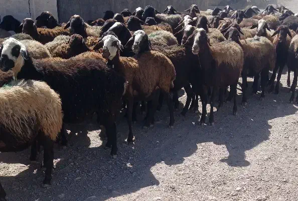 شیشک میش قرمز فشندی|حیوانات مزرعه|بشاریات, |دیوار