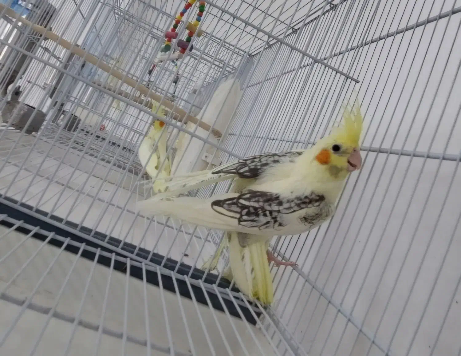 عروس هلندی دوکت|پرنده|ساری, |دیوار