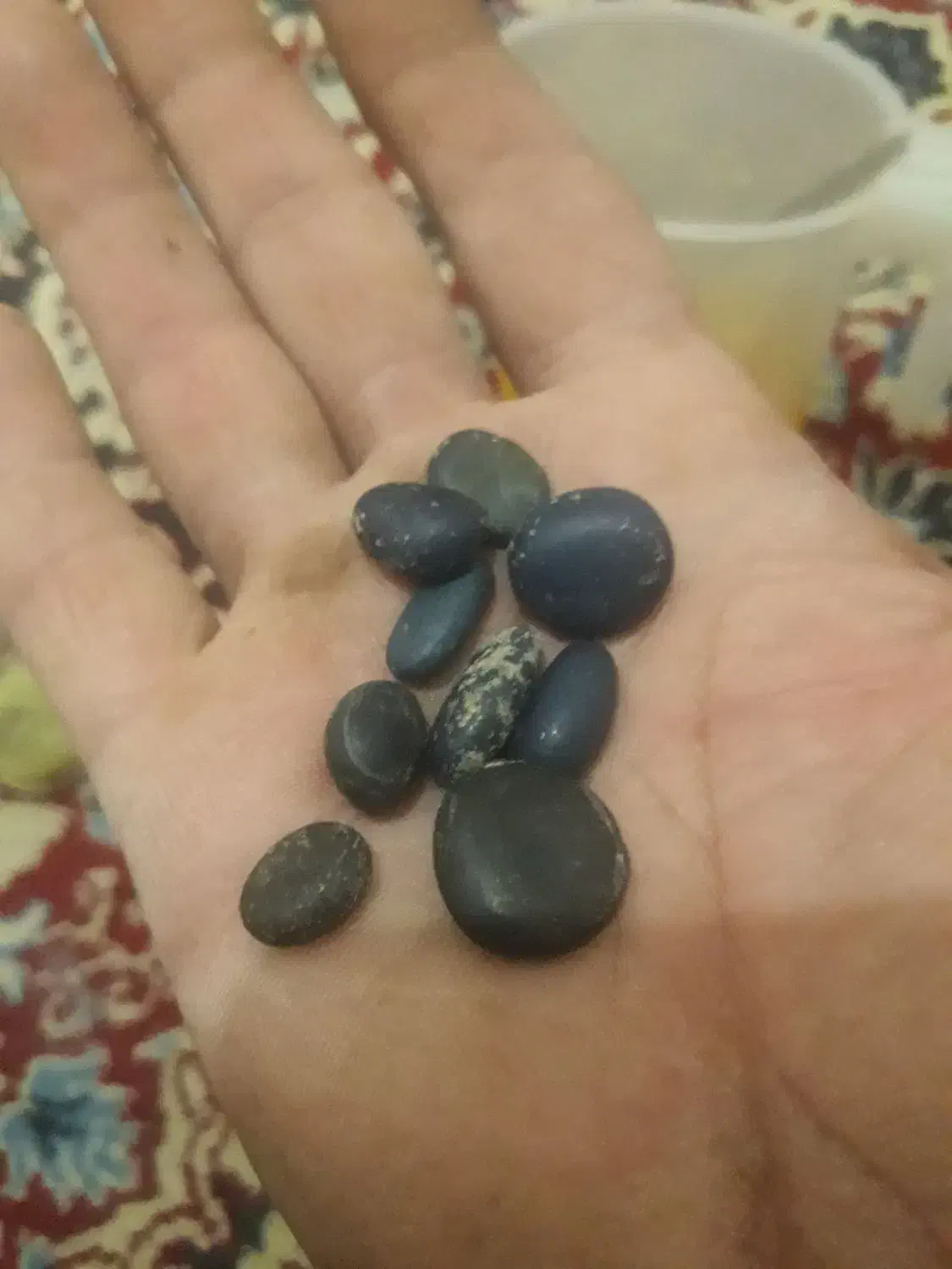 سنگ لاجورد راف .فسیل سر مار|جواهرات|اراک, |دیوار