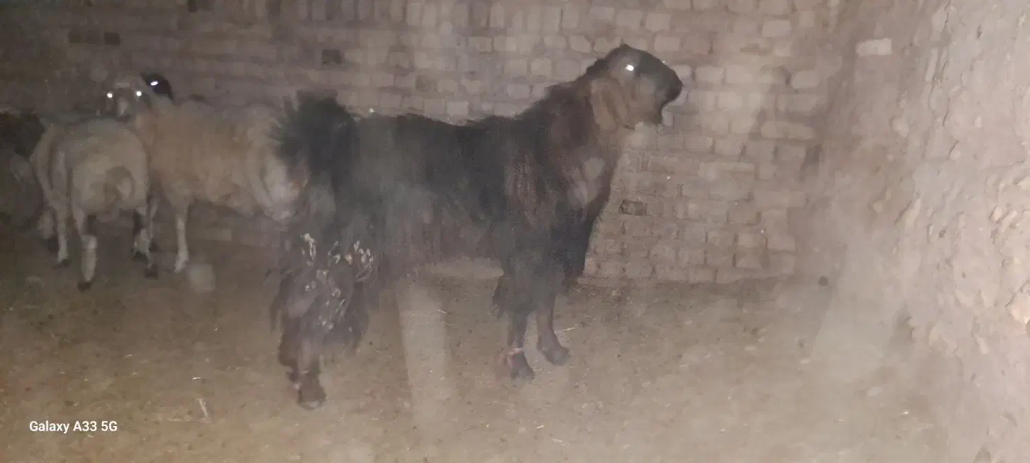 تکه دو رگه|حیوانات مزرعه|نیمبلوک, |دیوار