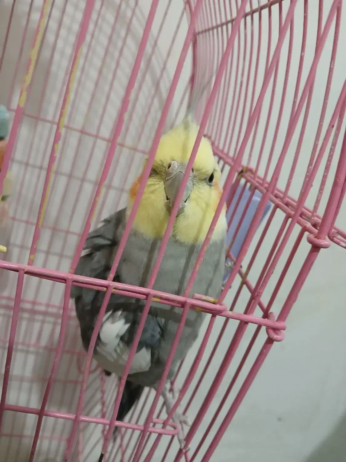 عروس هلندی|پرنده|زنجان, |دیوار