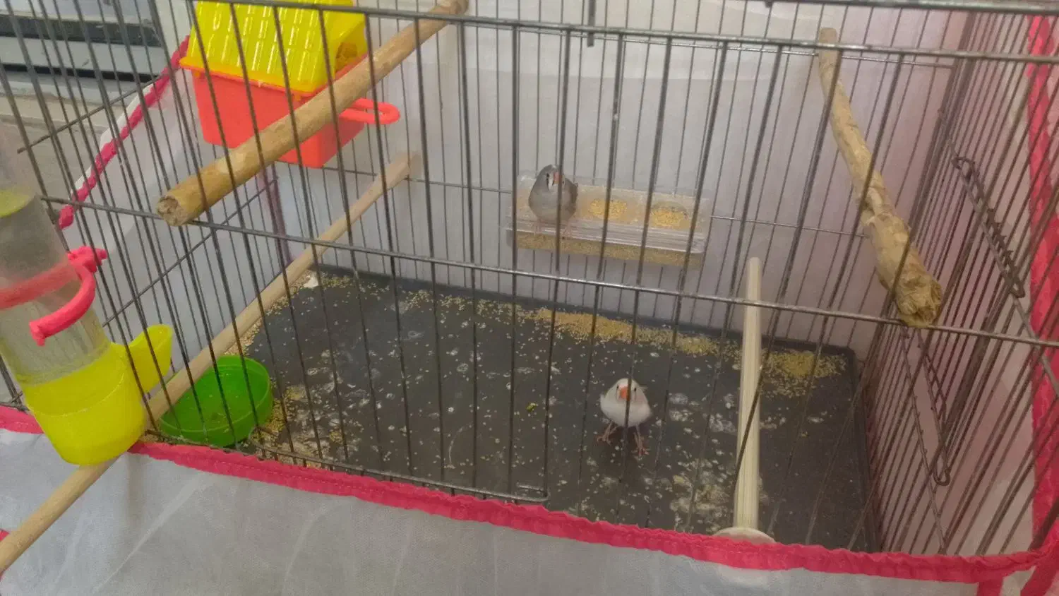 دوعدد فنج دانه ای ۱۵۰|پرنده|هرسین, |دیوار