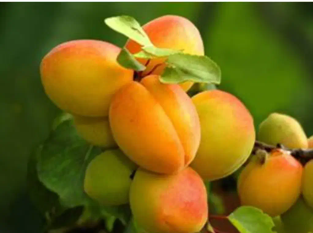 زردآلو شاهرودی ، نهال ، درخت پر محصول ، نهالستان|خدمات باغبانی و درختکاری|مشهد, سیسآباد|دیوار