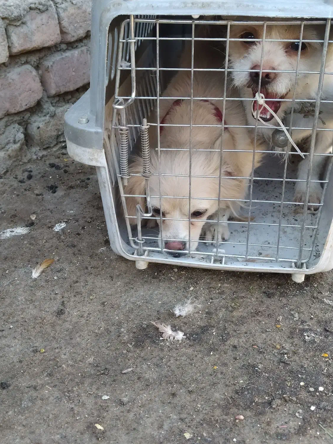 واگذاری سگ خانگی|سگ|زاهدان, |دیوار