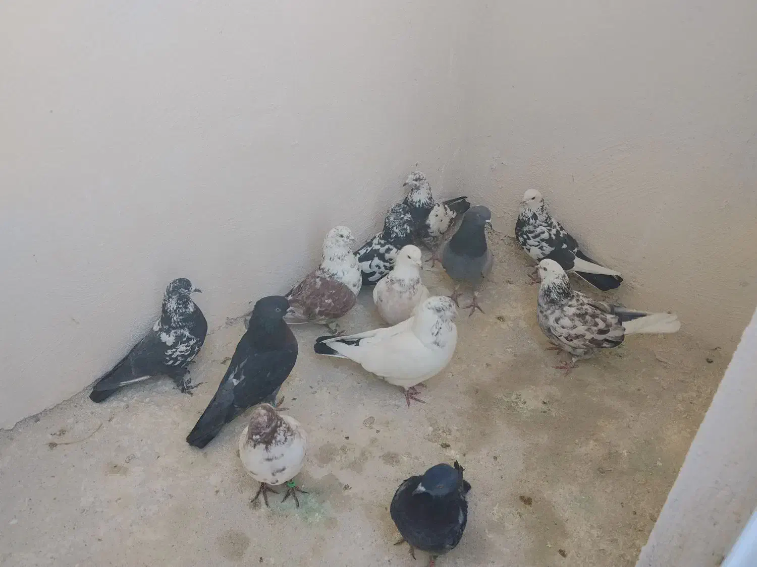 کفتر پرشی|پرنده|گلستان (تهران), |دیوار