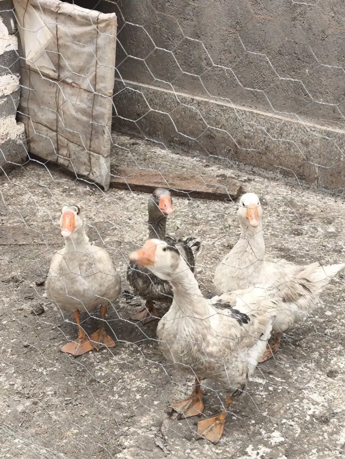 غاز محلی|حیوانات مزرعه|قیدار, |دیوار