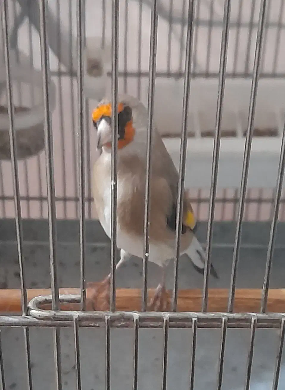 سهره دورگ معاوضه با رسمی یا سهره قناری نر|پرنده|ری, ولی آباد|دیوار