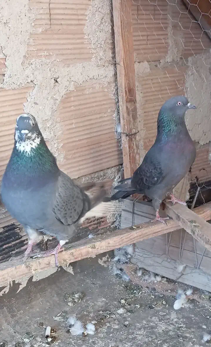 کفتر‌پرش|پرنده|گلستان (تهران), |دیوار