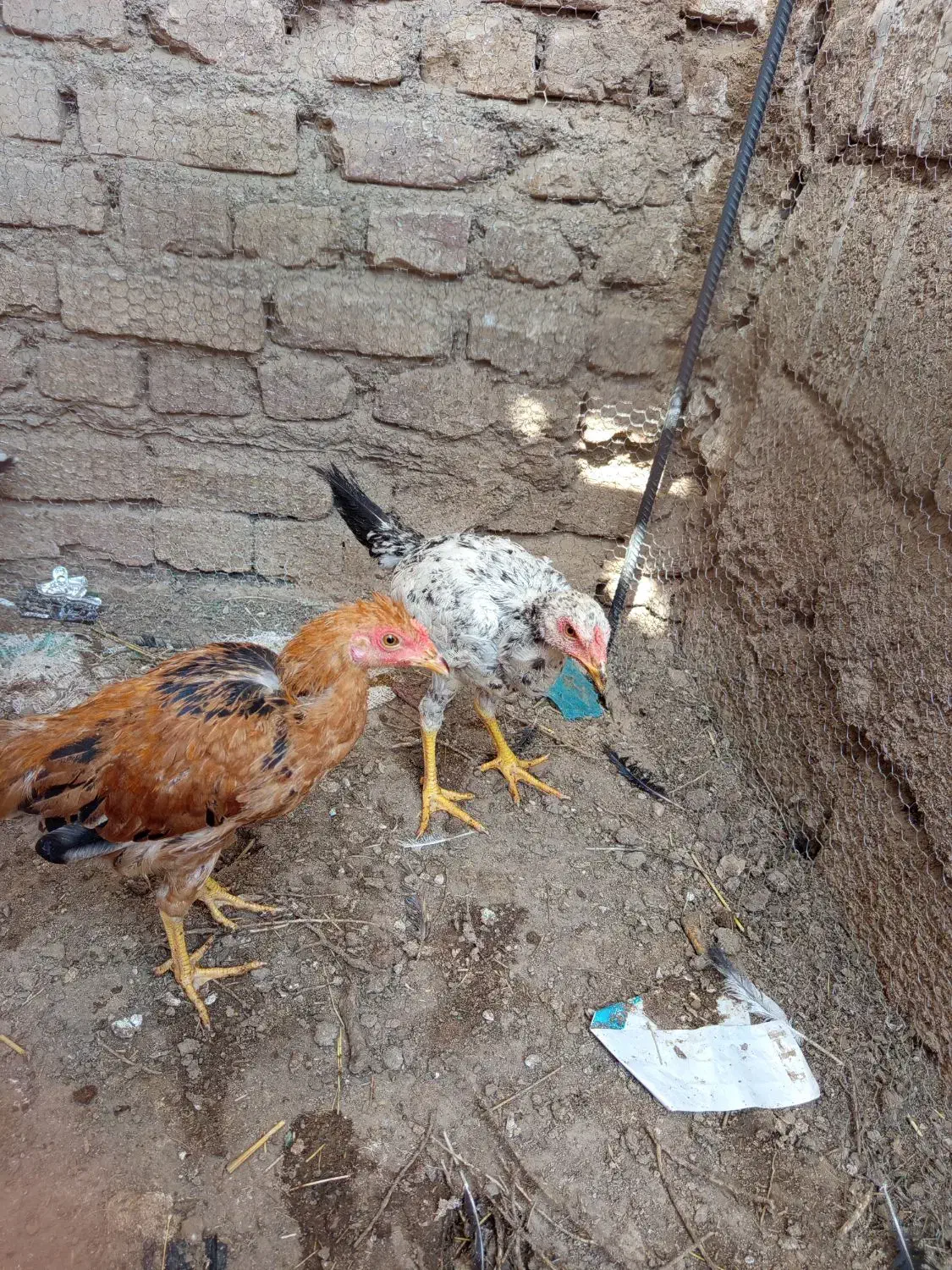 جوجه لاری فروشی|حیوانات مزرعه|هیرمند, |دیوار