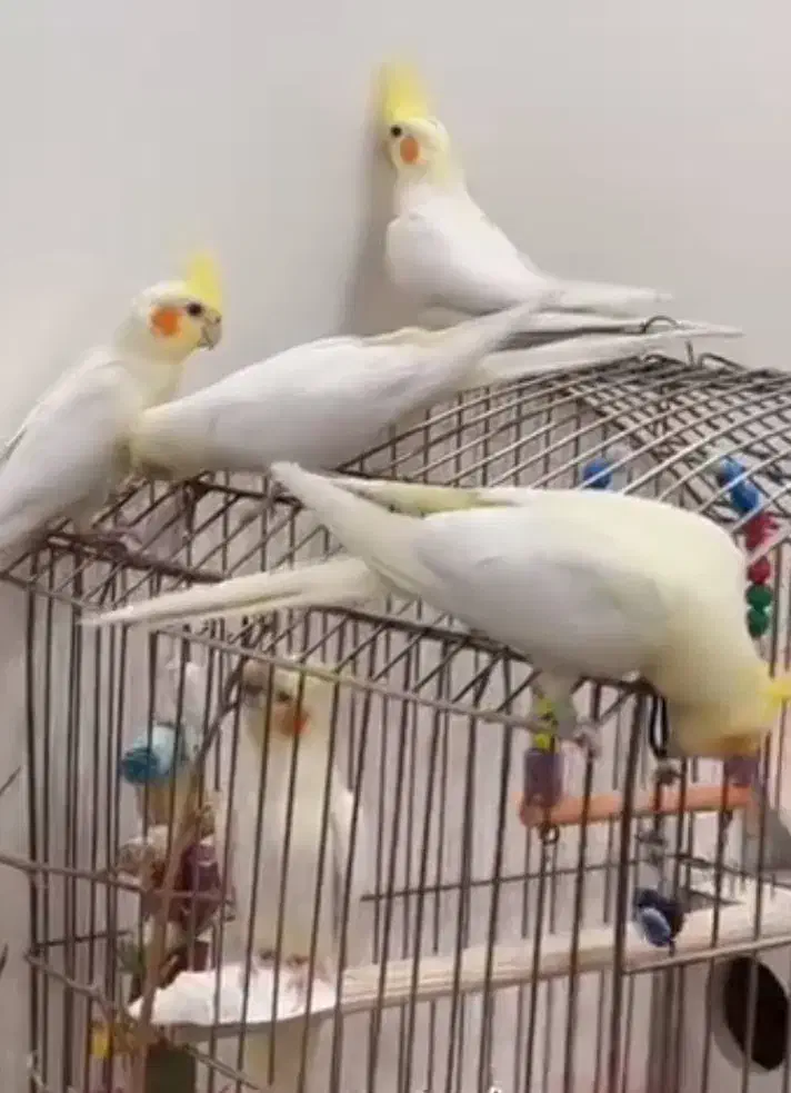 بشرط|پرنده|بوئین زهرا, |دیوار