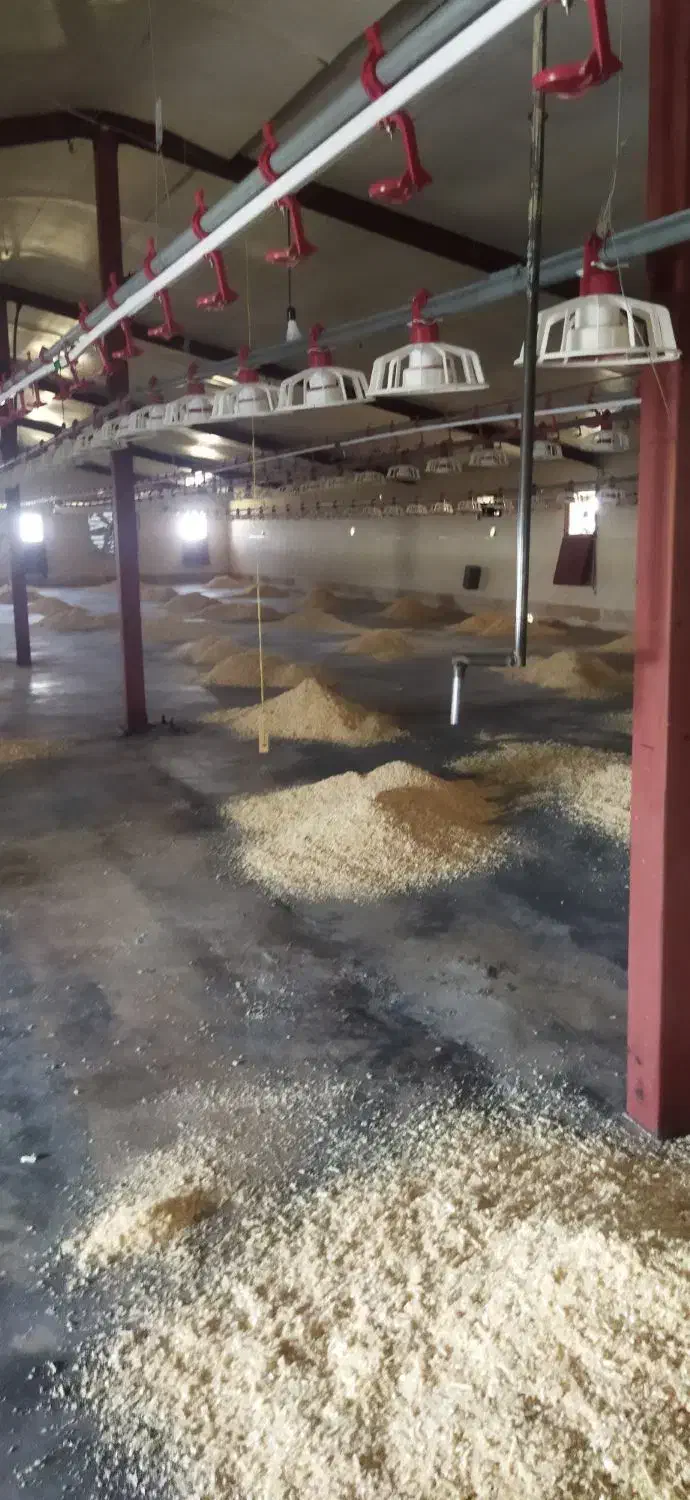 پوشال چوب نراد|لوازم جانبی حیوانات|رستمآباد, |دیوار