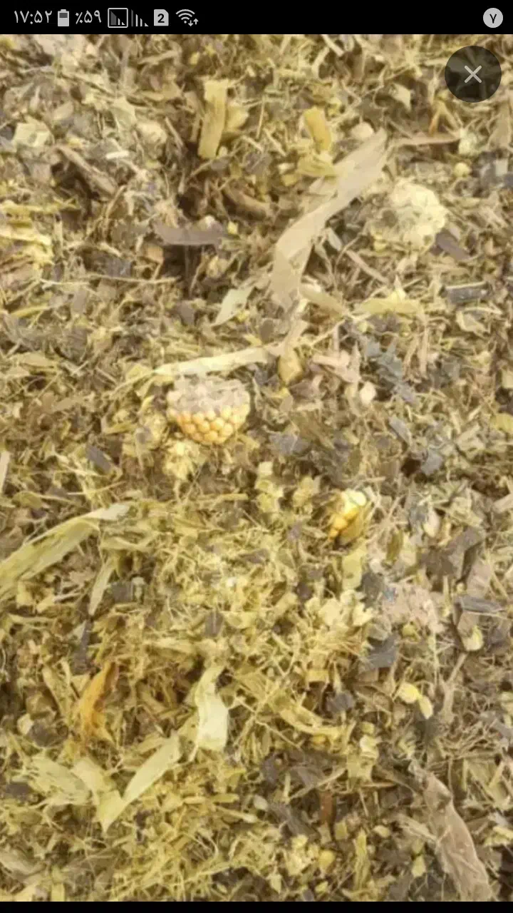 ذرت علوفه ای|عمده‌فروشی|میانه, |دیوار