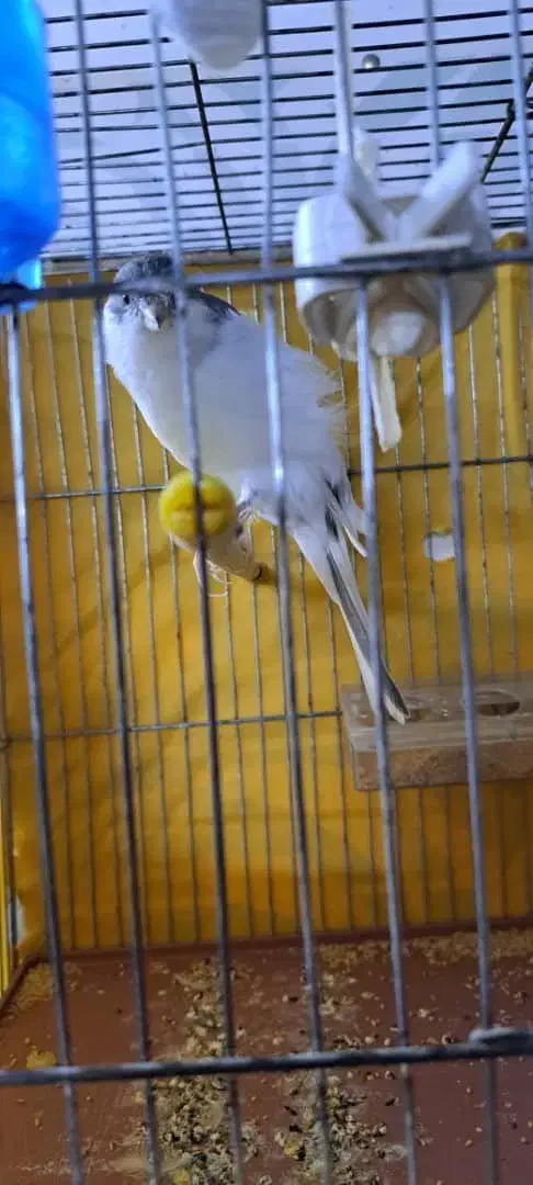 قناری نر شور رسمی بلند|پرنده|اردکان, |دیوار