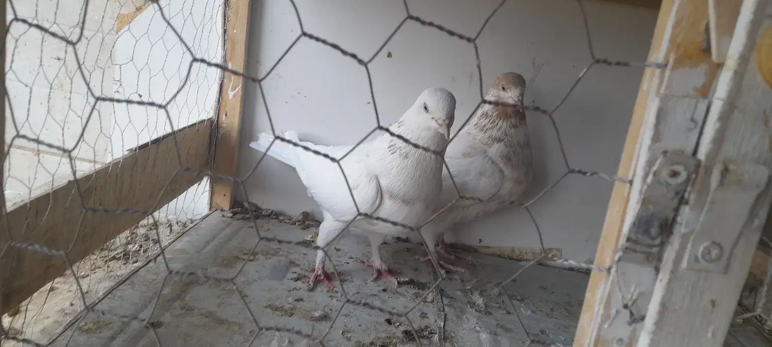 کبوتر. یک جفت ماده عتیقه|پرنده|بروجن, |دیوار