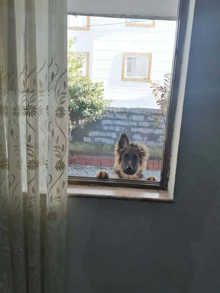 واگذاری سگ ژرمن ۱ ساله تربیت اقداماتی انجام شده|سگ|نوشهر, |دیوار