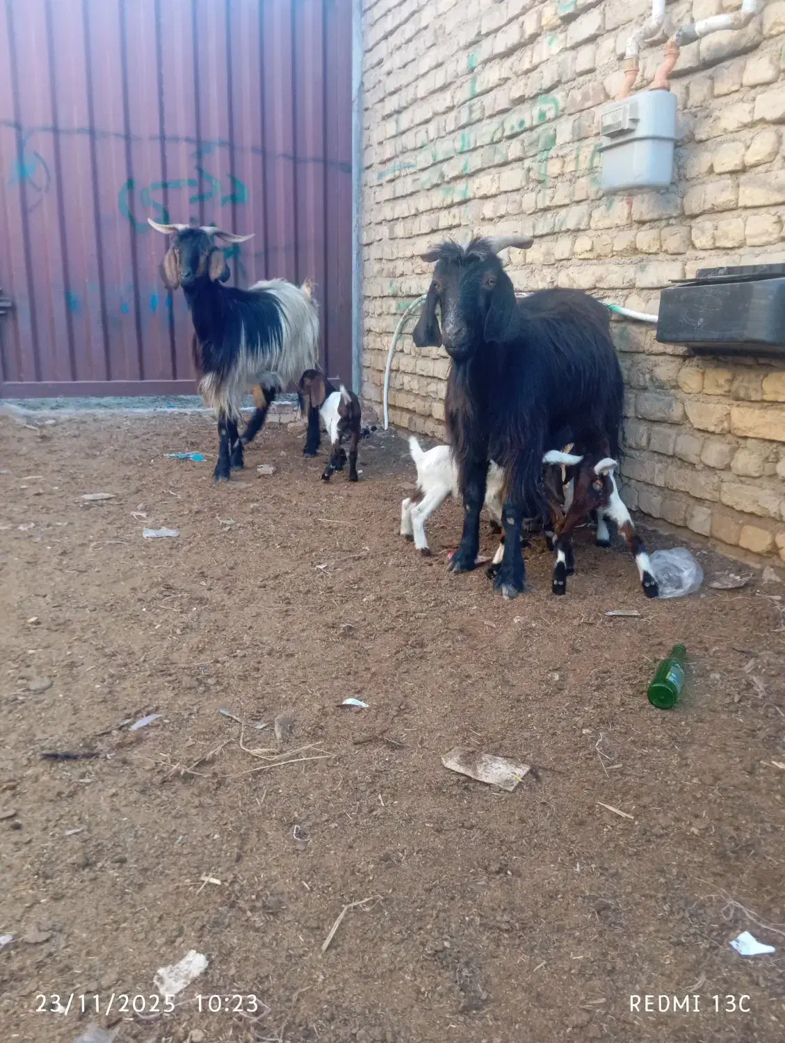 سه راس دقلو|حیوانات مزرعه|گنبد کاووس, |دیوار