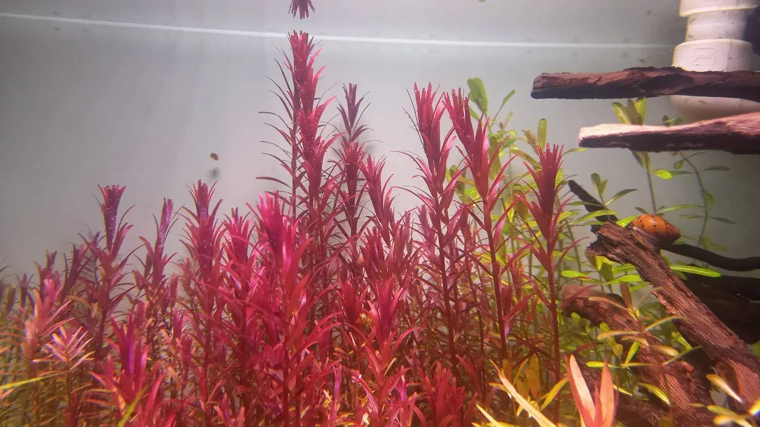 انواع گیاه اکواریومی&پلنت|ماهی|شیراز, میانرود|دیوار
