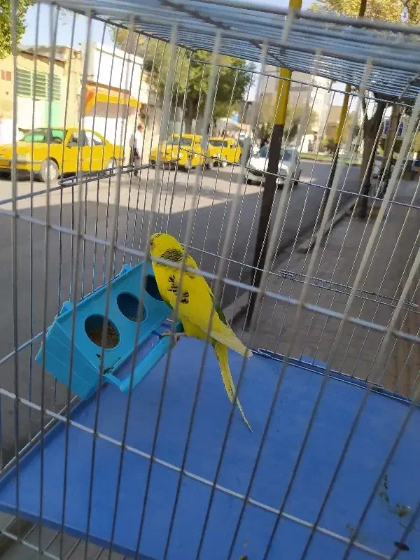 مرغ عشق|پرنده|شهرکرد, |دیوار