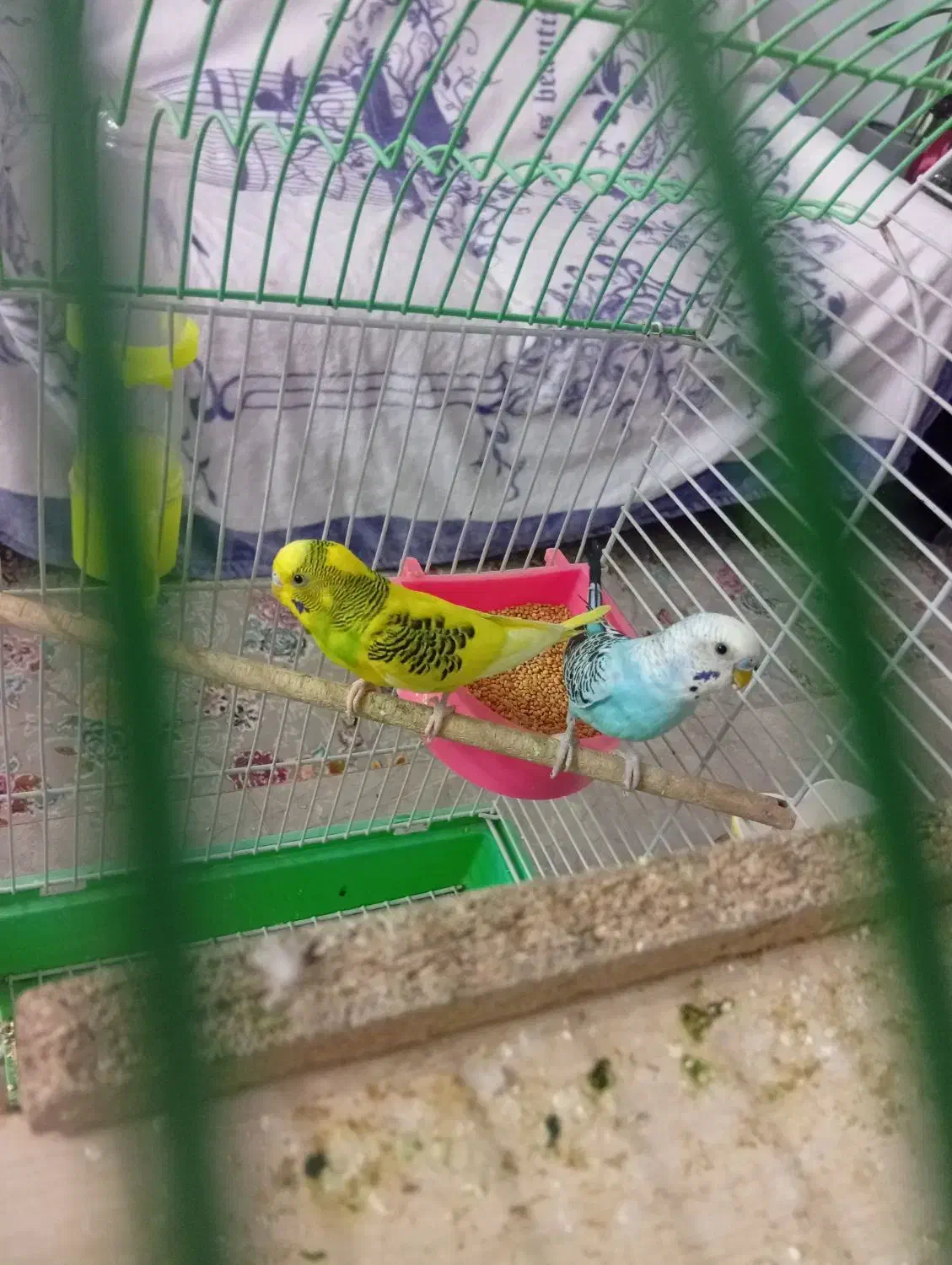 مرغ و عشق|پرنده|آران و بیدگل, |دیوار