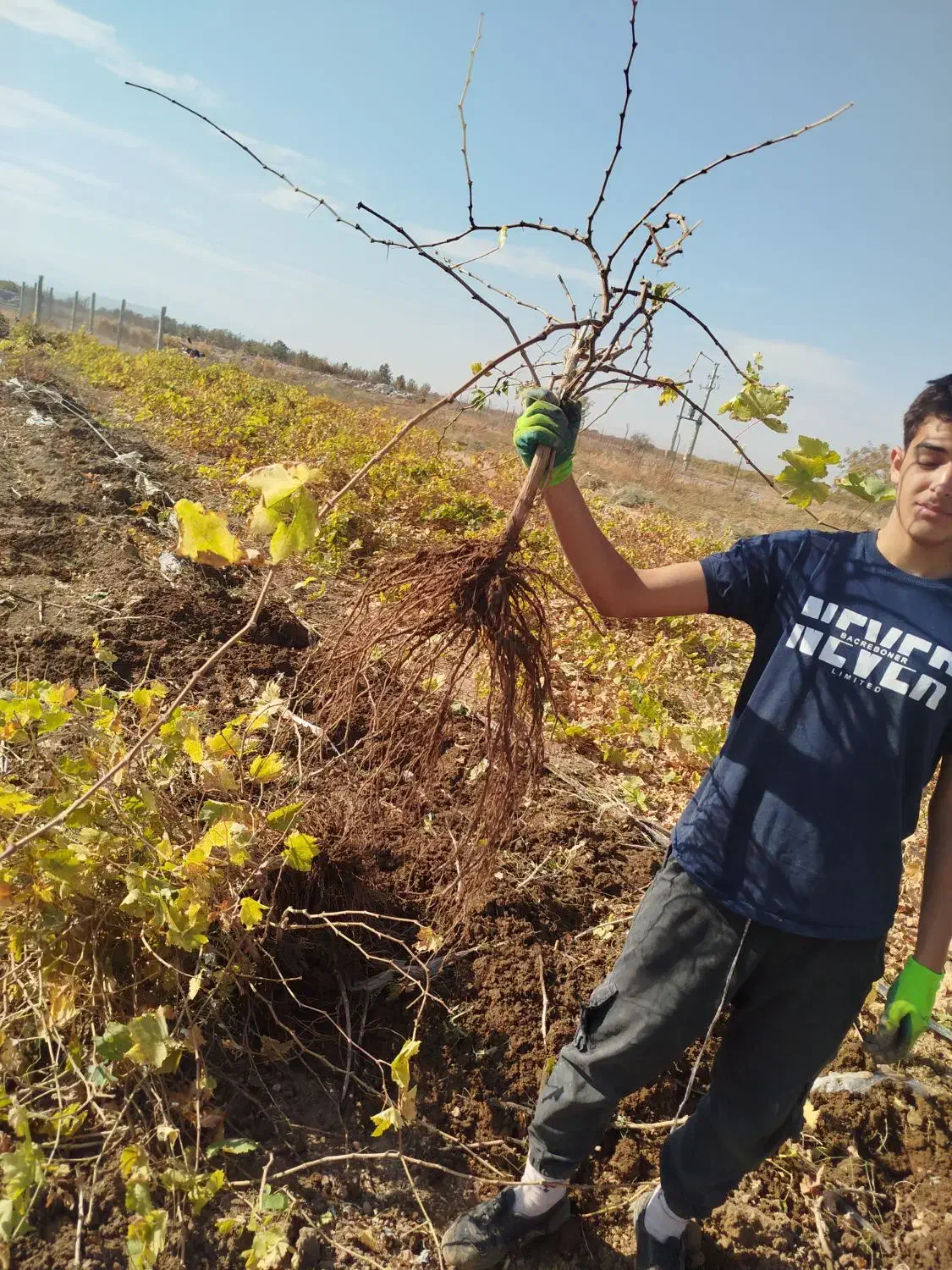 فروش نهال انگور تضمینی با کیفیت عالی|خدمات باغبانی و درختکاری|ابهر, |دیوار