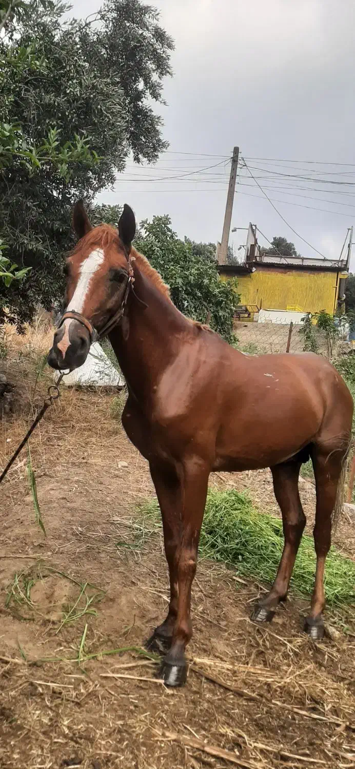 مادیان و نریان کُرد معاوضه با گوسفند و...|اسب و تجهیزات اسب‌سواری|رشت, منظریه|دیوار