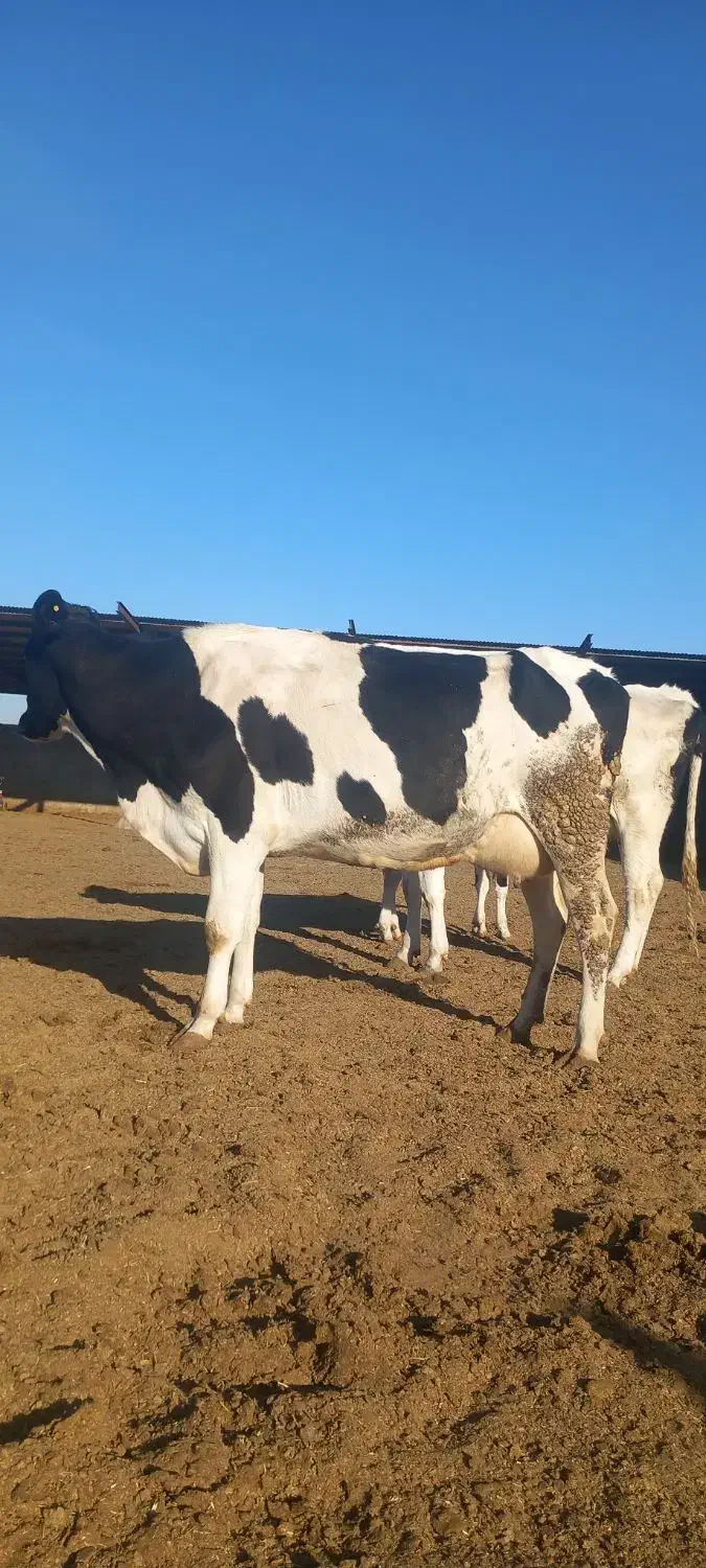 گاوشیری|حیوانات مزرعه|باشتین, |دیوار