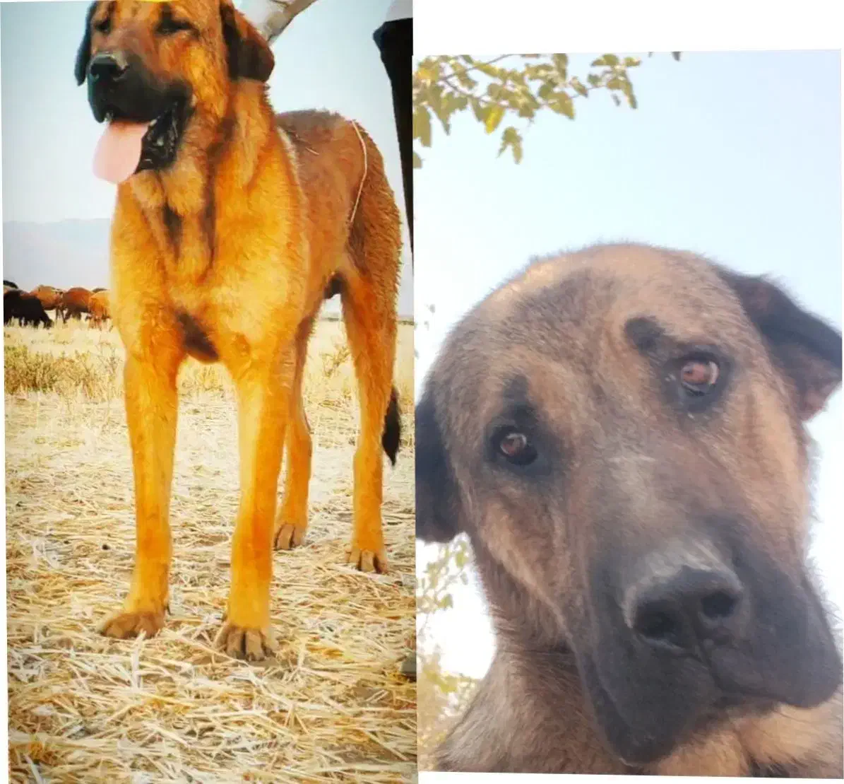 گمشده|حیوانات|اسدآباد, |دیوار