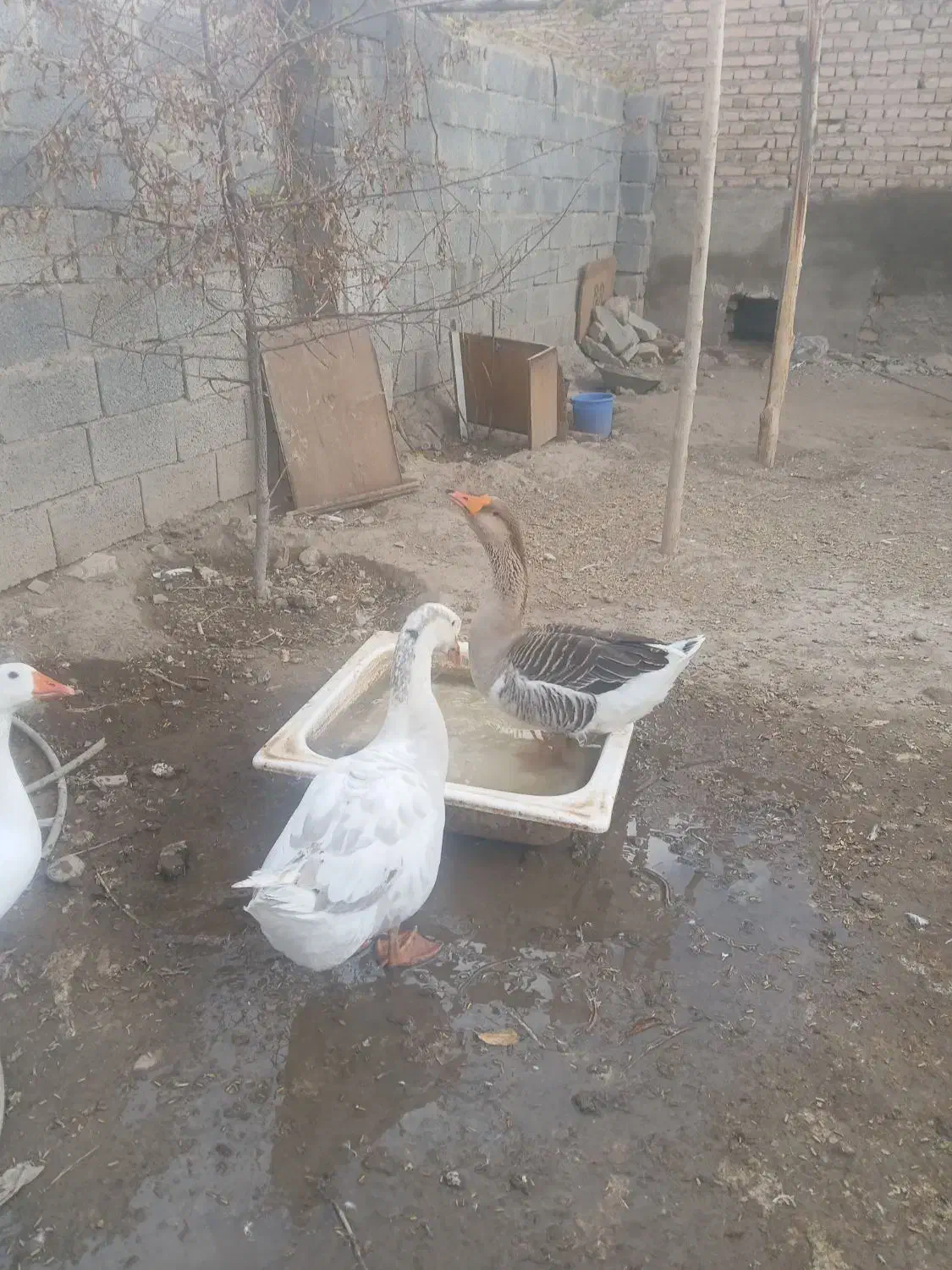 قوغاز|پرنده|مرند, |دیوار