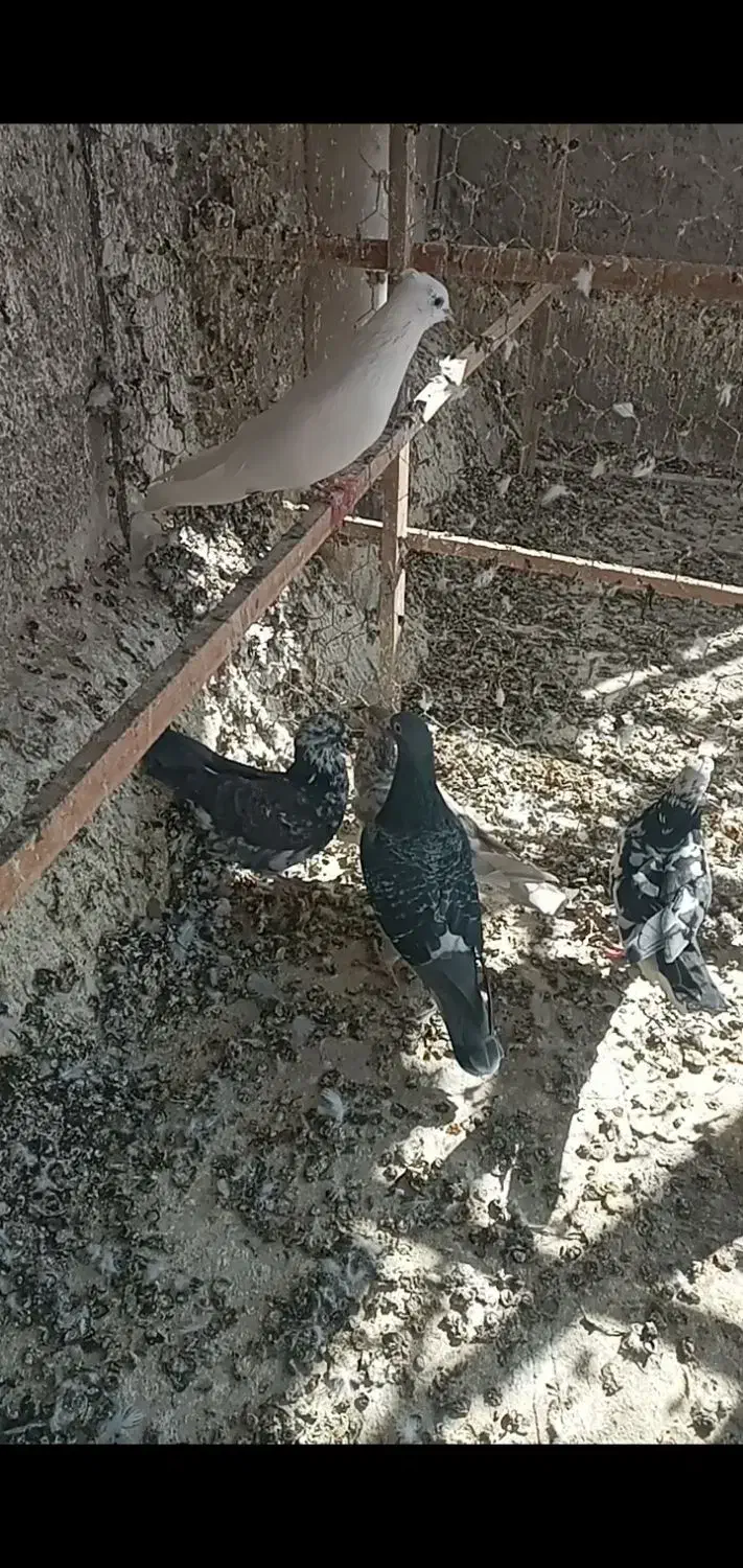 تعدادی غریب گیری|پرنده|ابهر, |دیوار