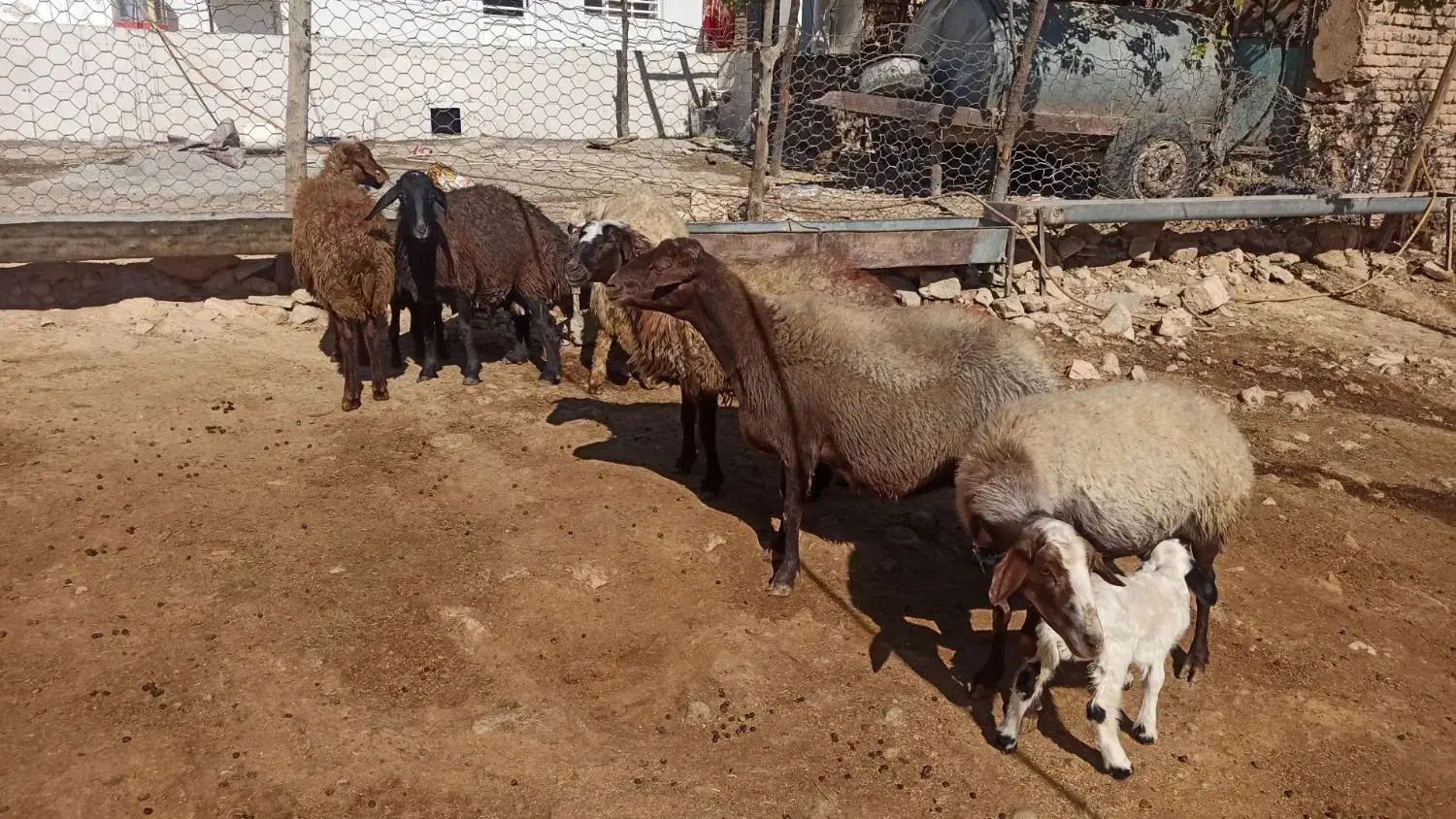 میش بره|حیوانات مزرعه|کوهدشت, |دیوار