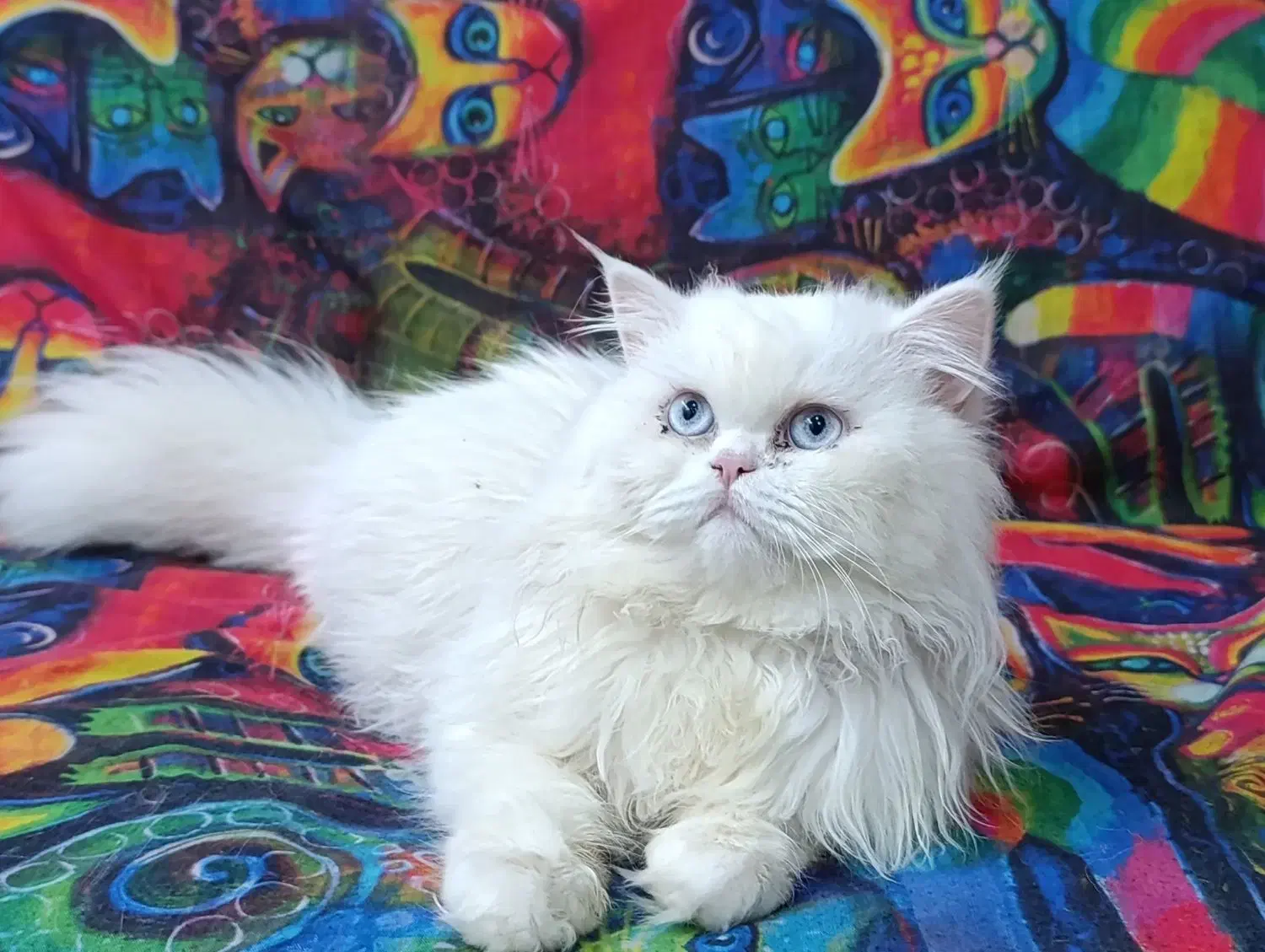 گربه پرشین کلاسیک|گربه|زاهدان, |دیوار