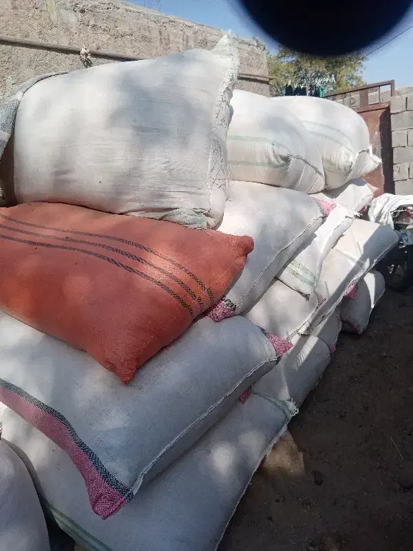 کاه جدید|لوازم جانبی حیوانات|تایباد, |دیوار