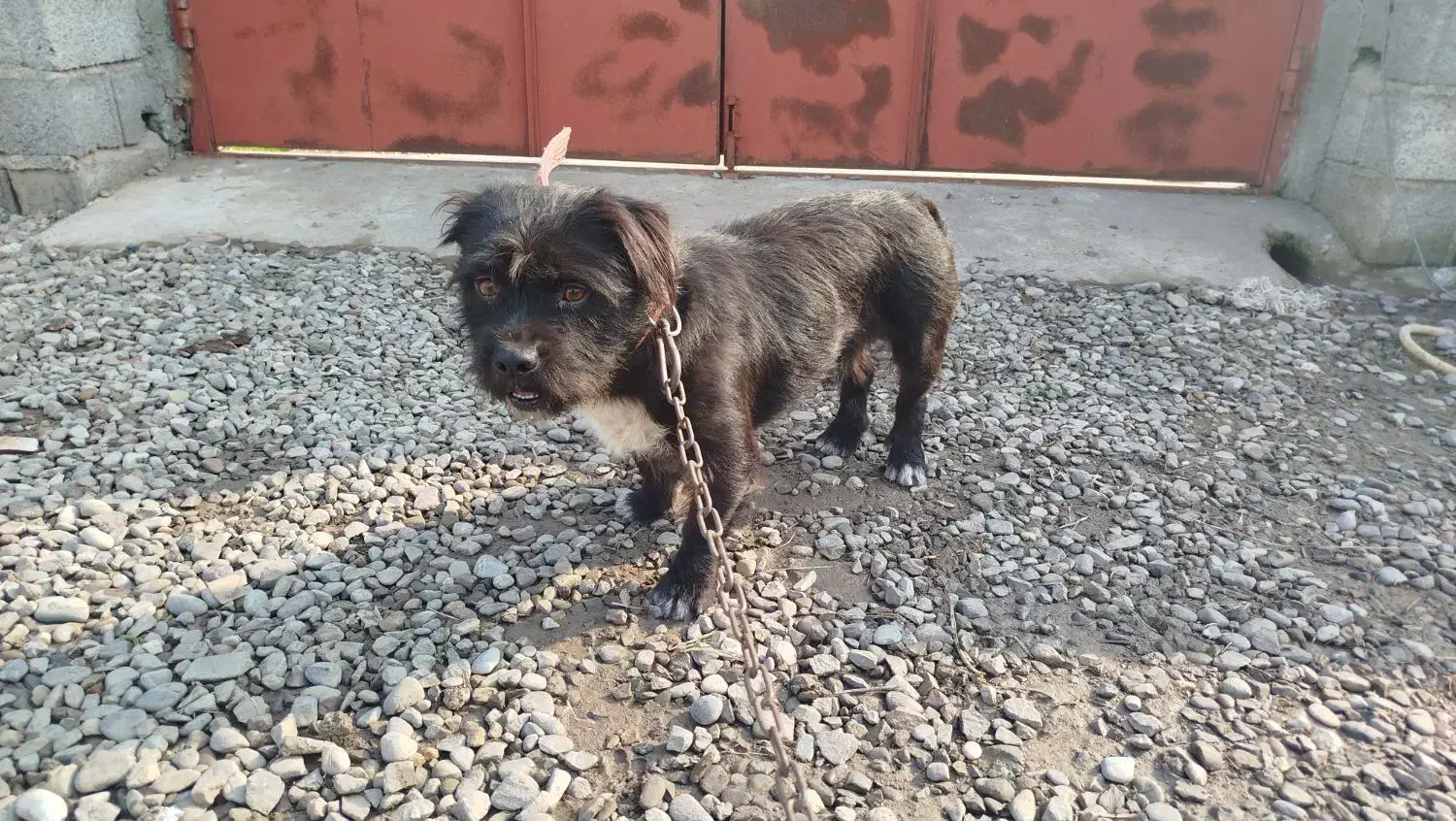 چند عدد سگ جهت واگذاری|سگ|کیاشهر, |دیوار