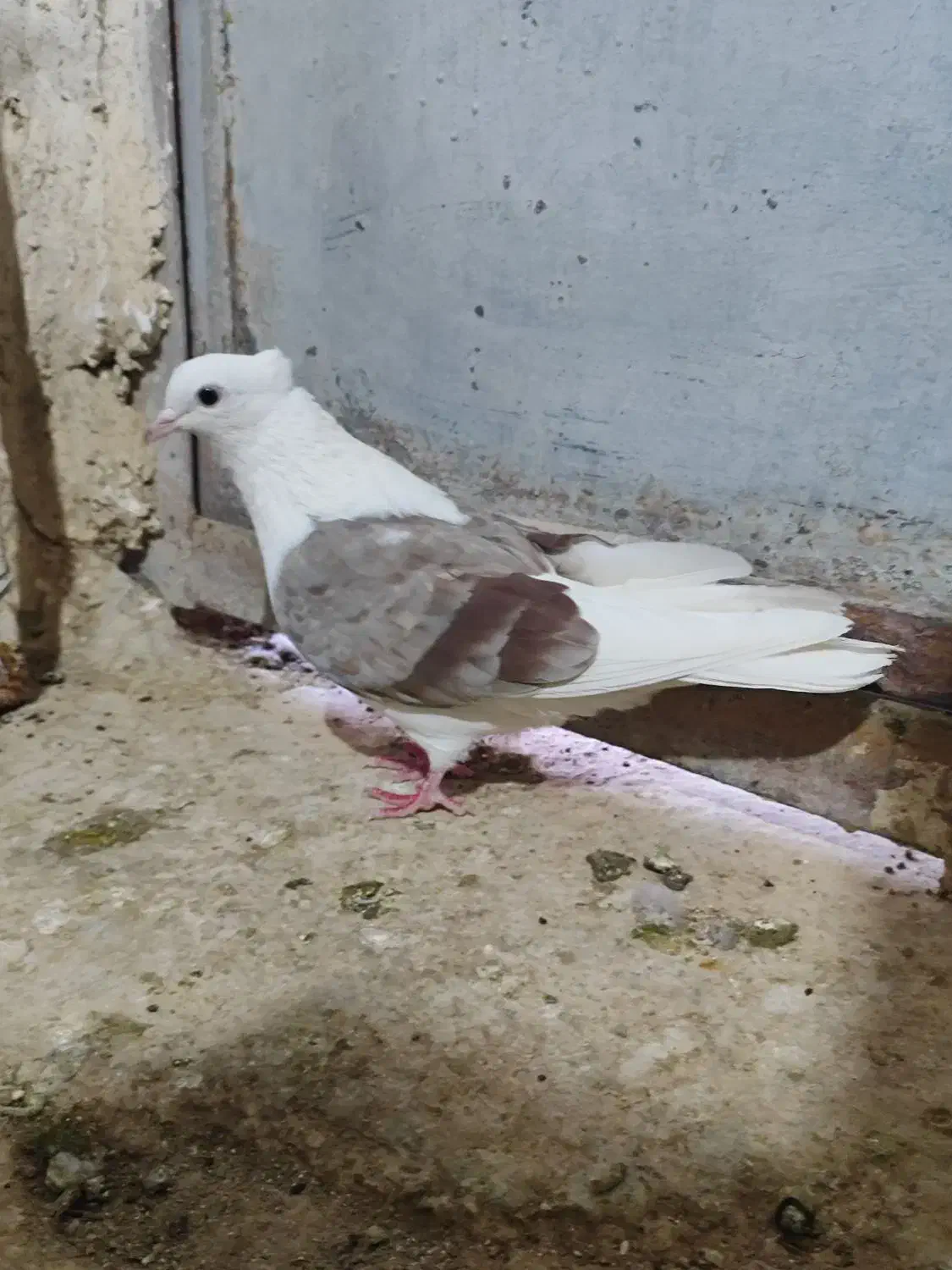 کله پرشتی|پرنده|خرم‌آباد, |دیوار