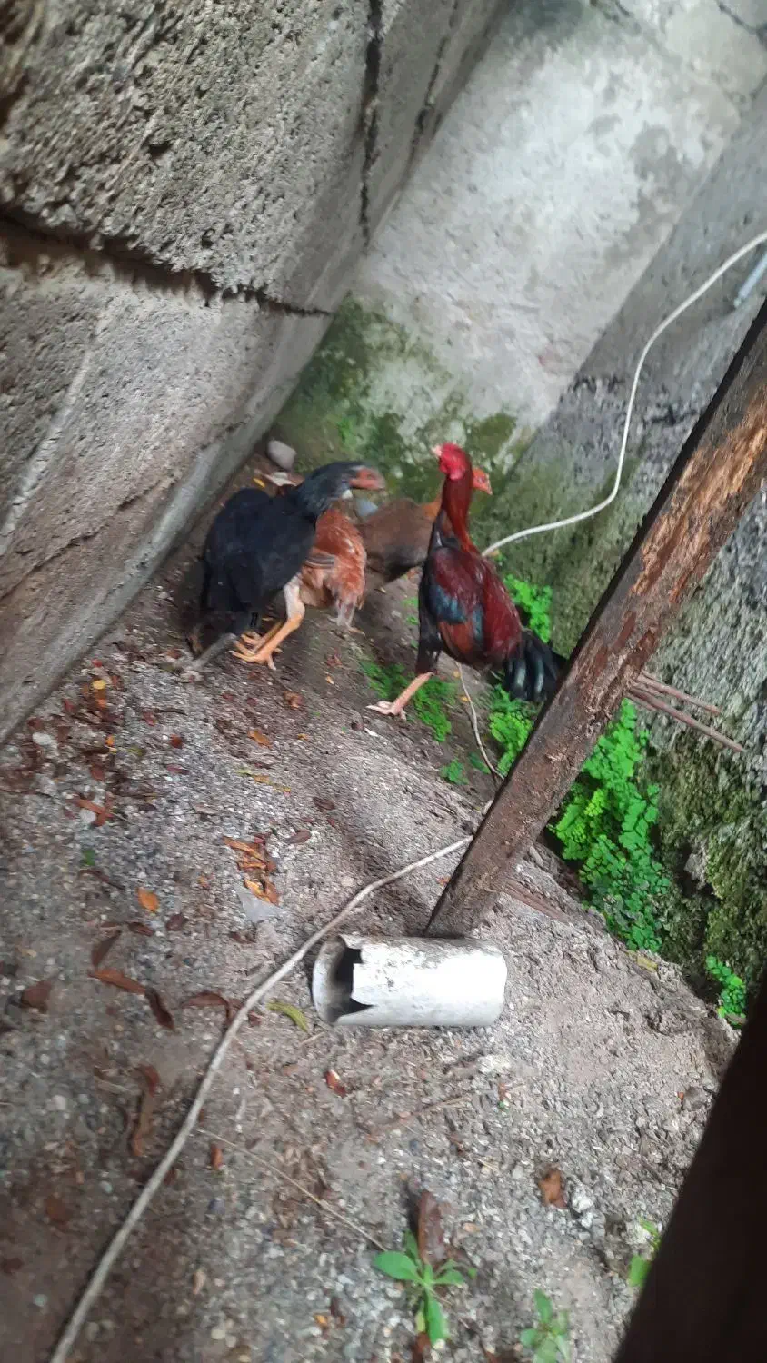 مرغ و خروس لاری|حیوانات مزرعه|رشت, جانبازان|دیوار