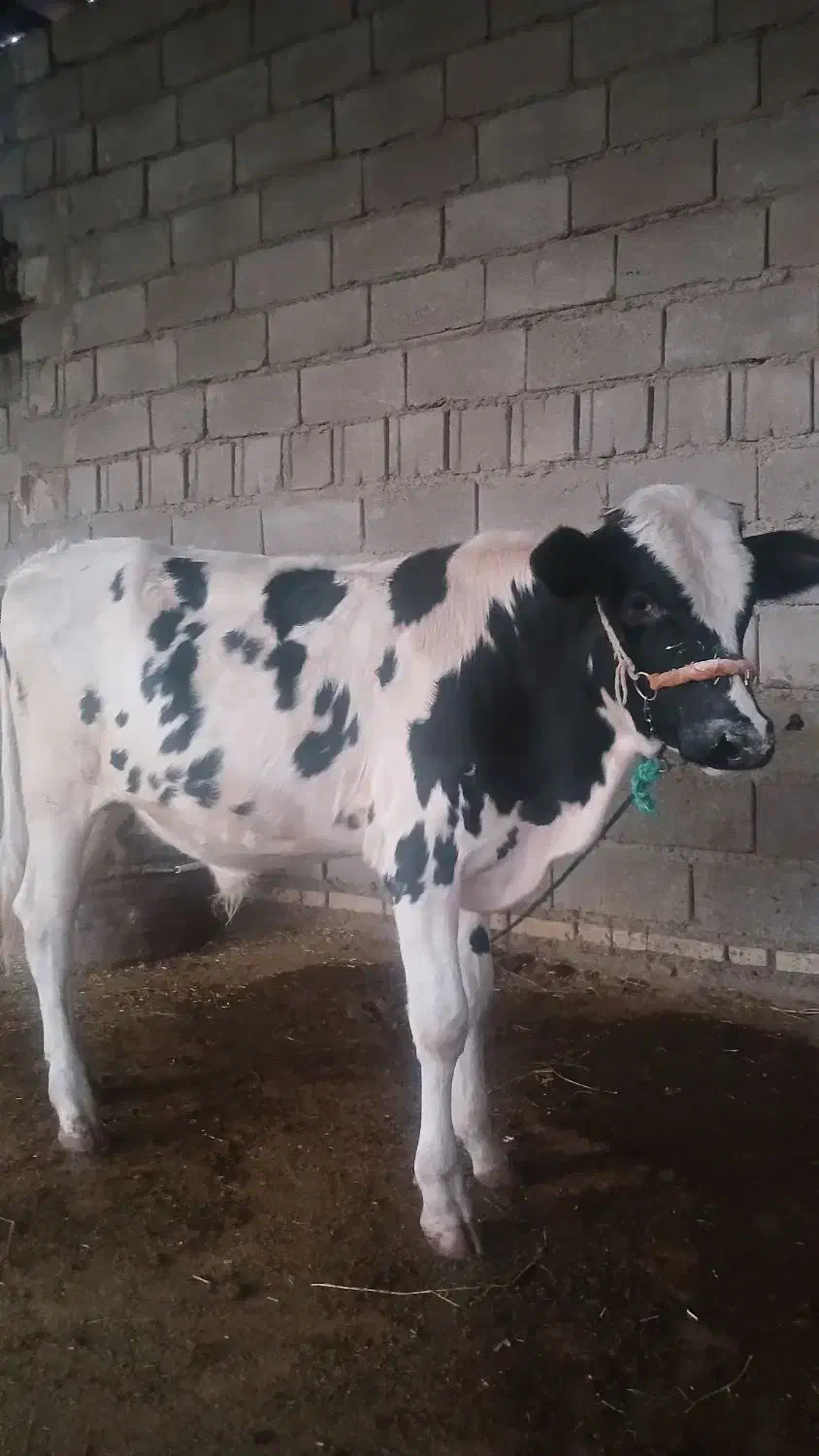 گوساله نر|حیوانات مزرعه|اهواز, کیانشهر|دیوار