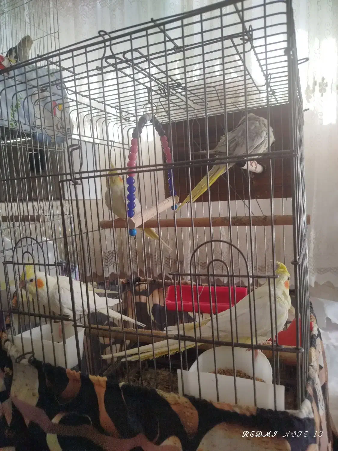 عروس هلندی جفت مولد|پرنده|مشهد, شهرک مهرگان|دیوار