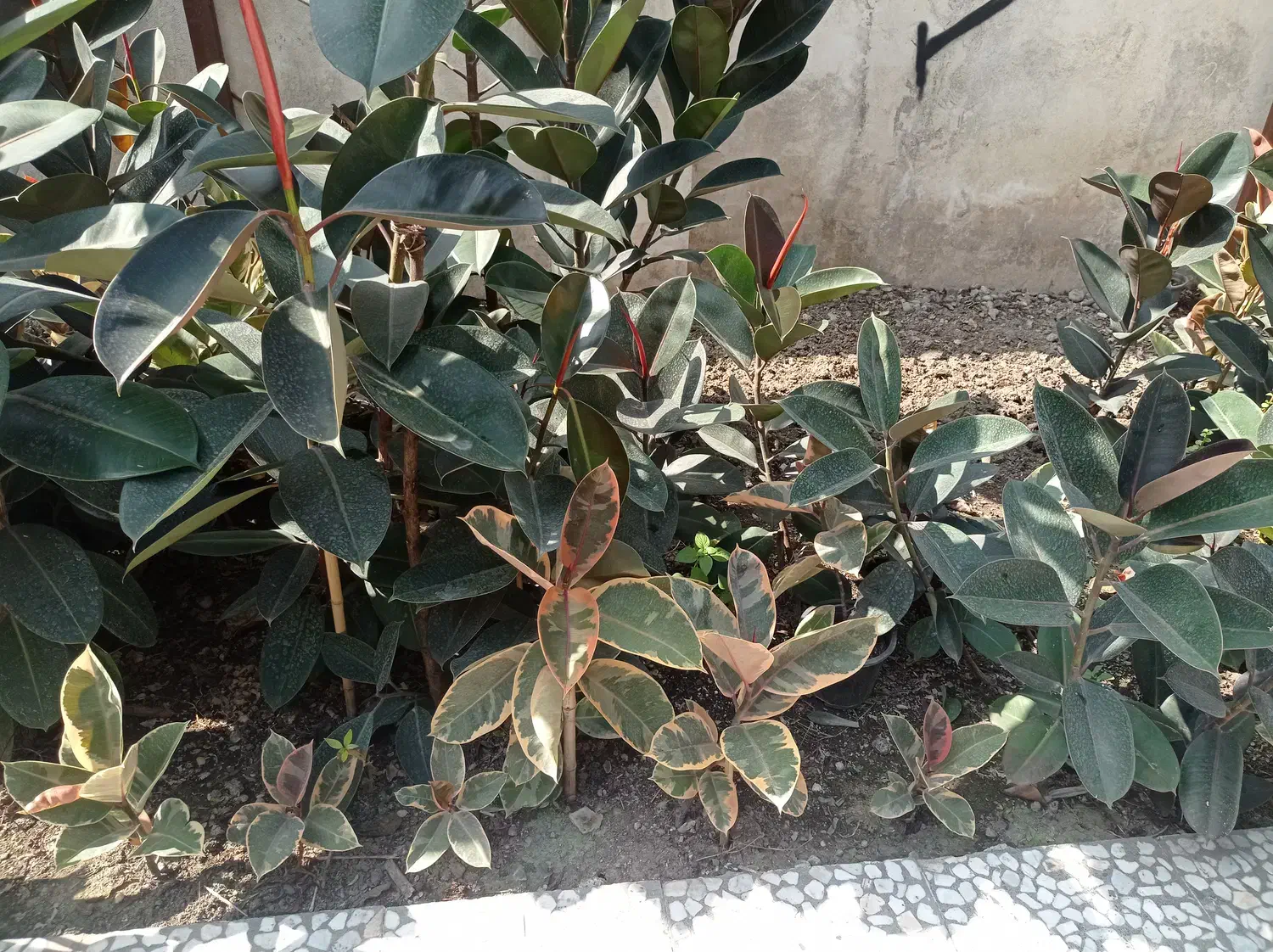 انواع گل های فیکوس|گل و گیاه طبیعی|قائمشهر, |دیوار