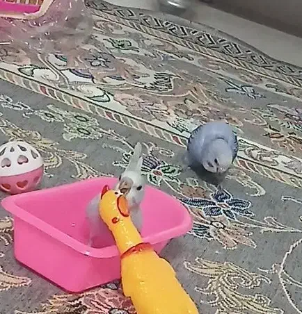 جوجه مرغ عشق|پرنده|مشهد, رضاییه|دیوار