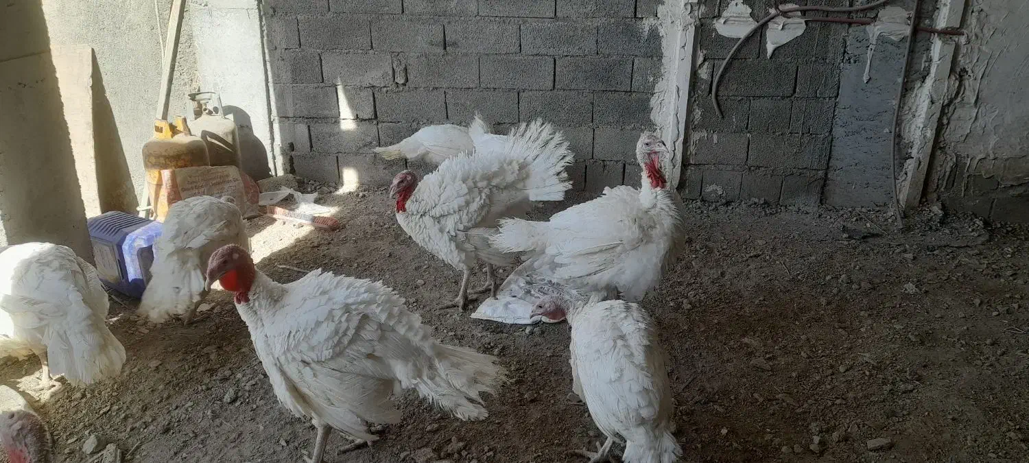 فروش بوقلمون|حیوانات مزرعه|صحنه, |دیوار