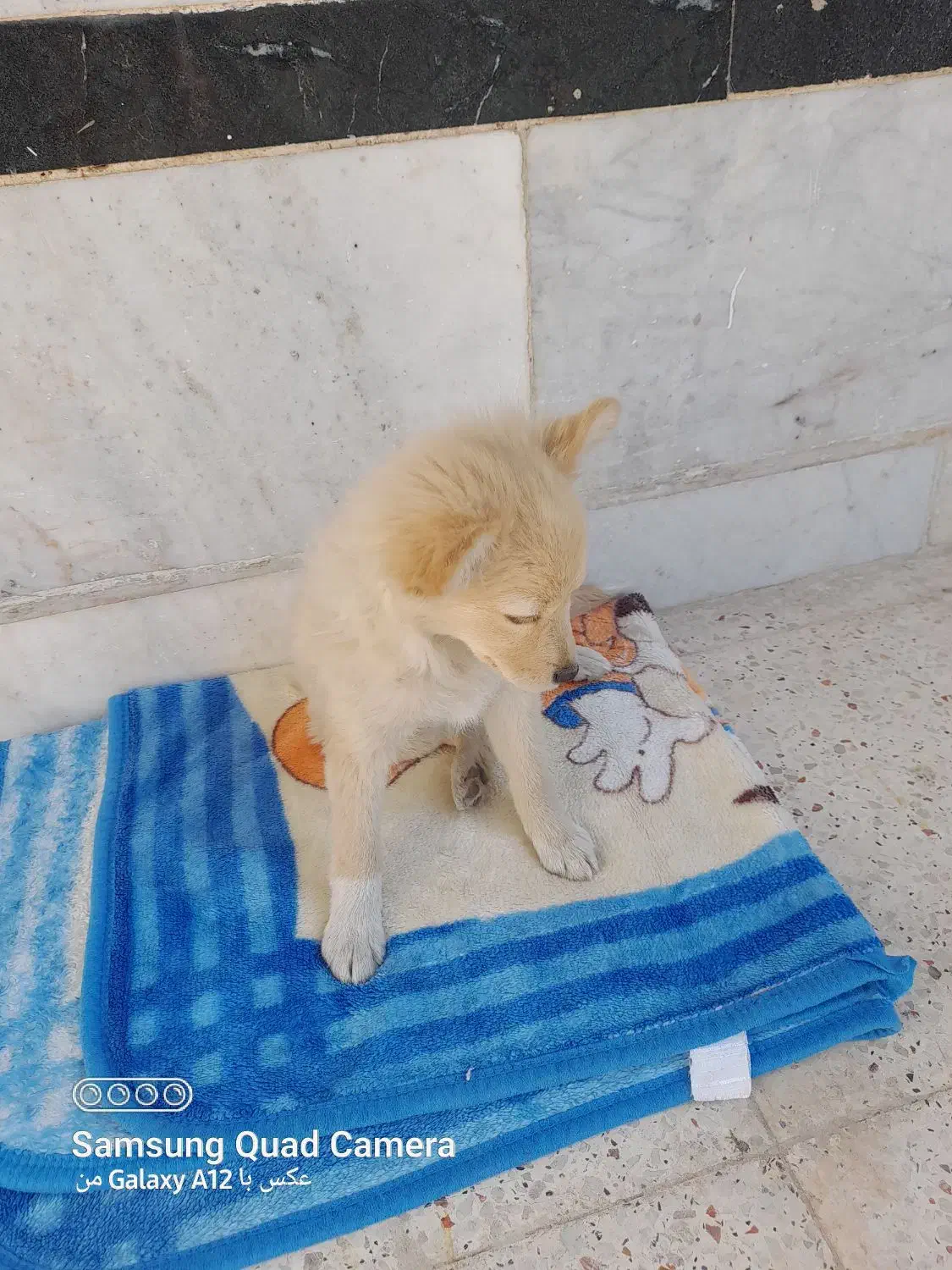 فروش سگ پامر|سگ|شیراز, گویم|دیوار