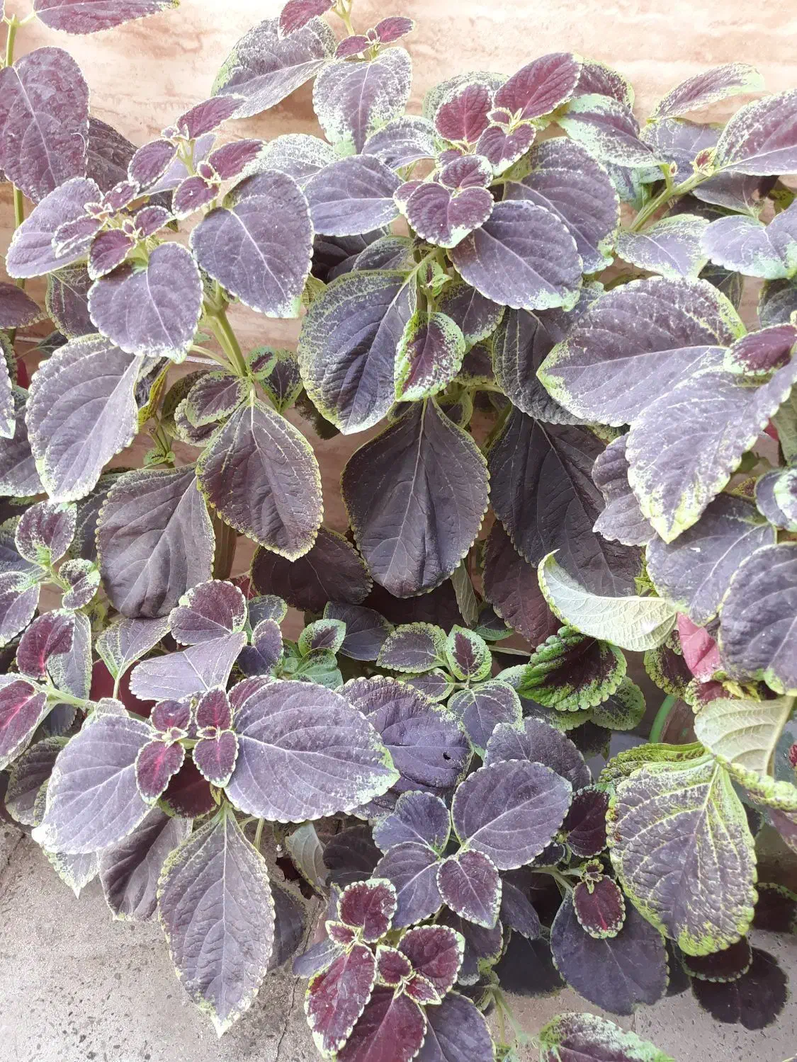 گل حسن یوسف|گل و گیاه طبیعی|شهریار, شهرک بهاران (ویره)|دیوار