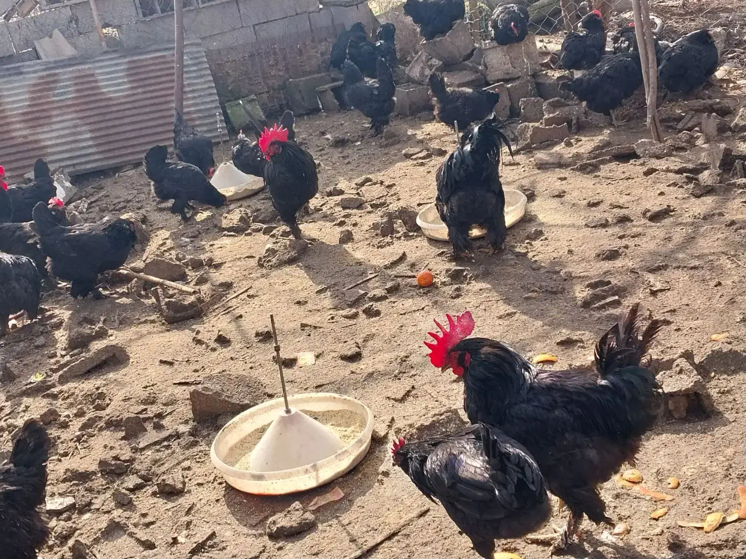 جوجه مرندی نژاد تخمگذار|حیوانات مزرعه|ساری, |دیوار